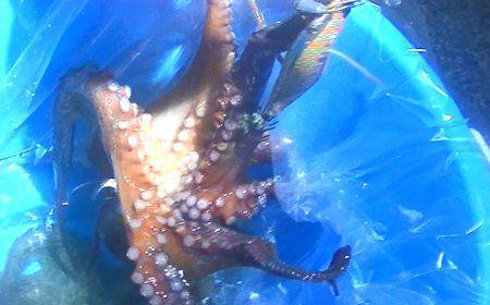 石津浜ではアオリイカ、湾内ではタコが好調